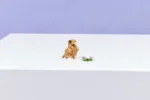 LEGO® Creator 31376 - Сладък хамстер с цвете - Image 4